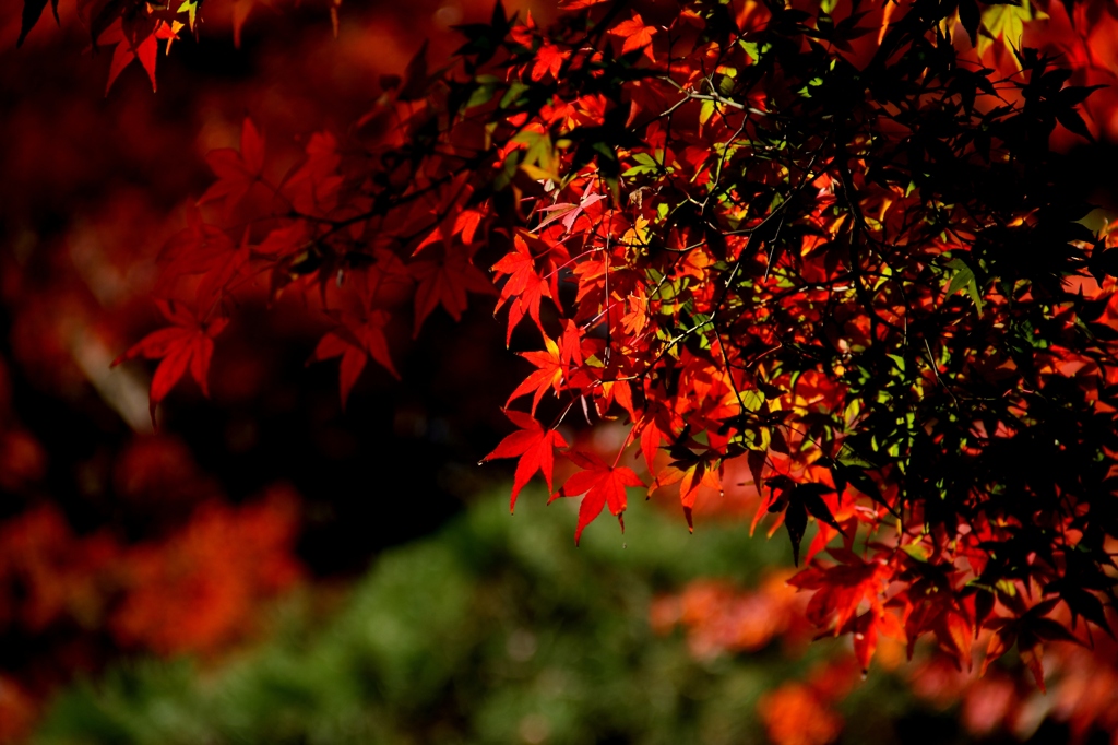 目黒の紅葉１