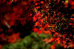 目黒の紅葉１
