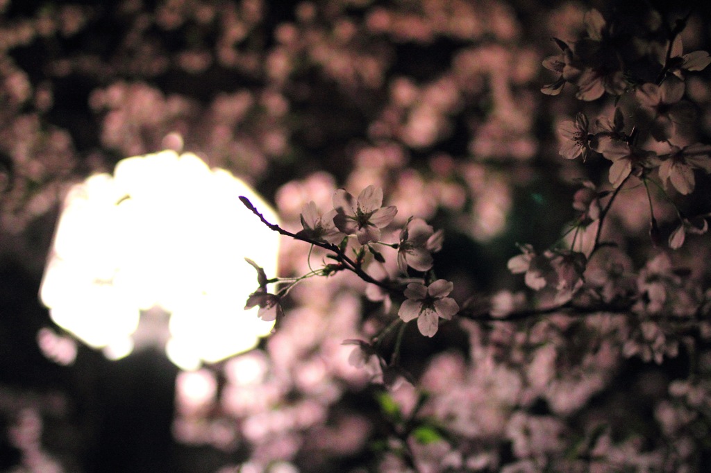 夜桜