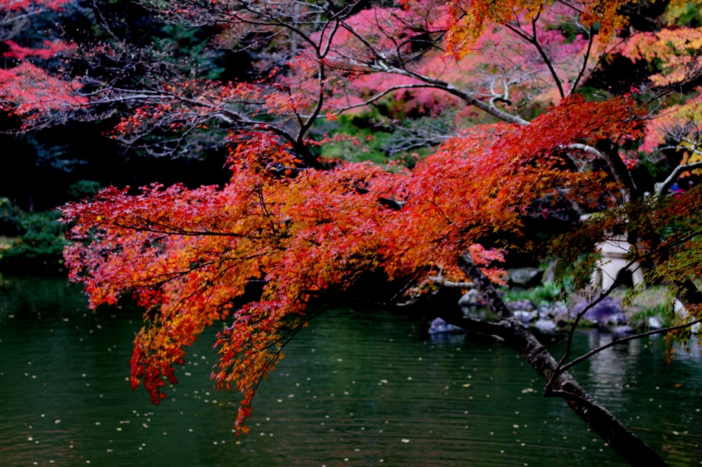池の上の赤