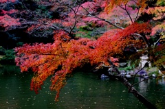 池の上の赤
