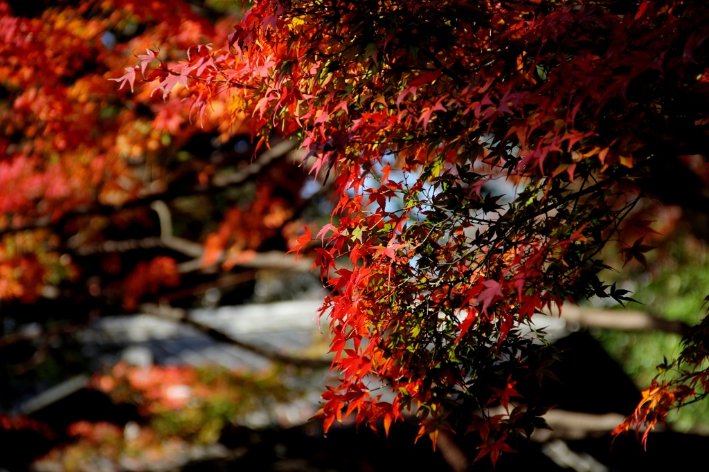 目黒の紅葉２