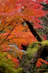 苔の緑 vs 紅葉の紅