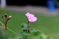 庭の花