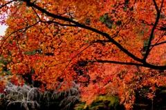 内側からの紅葉