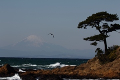 富士山と松とトビ