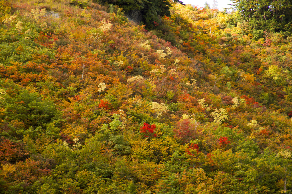 白山林道からの紅葉