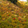 白山林道からの紅葉