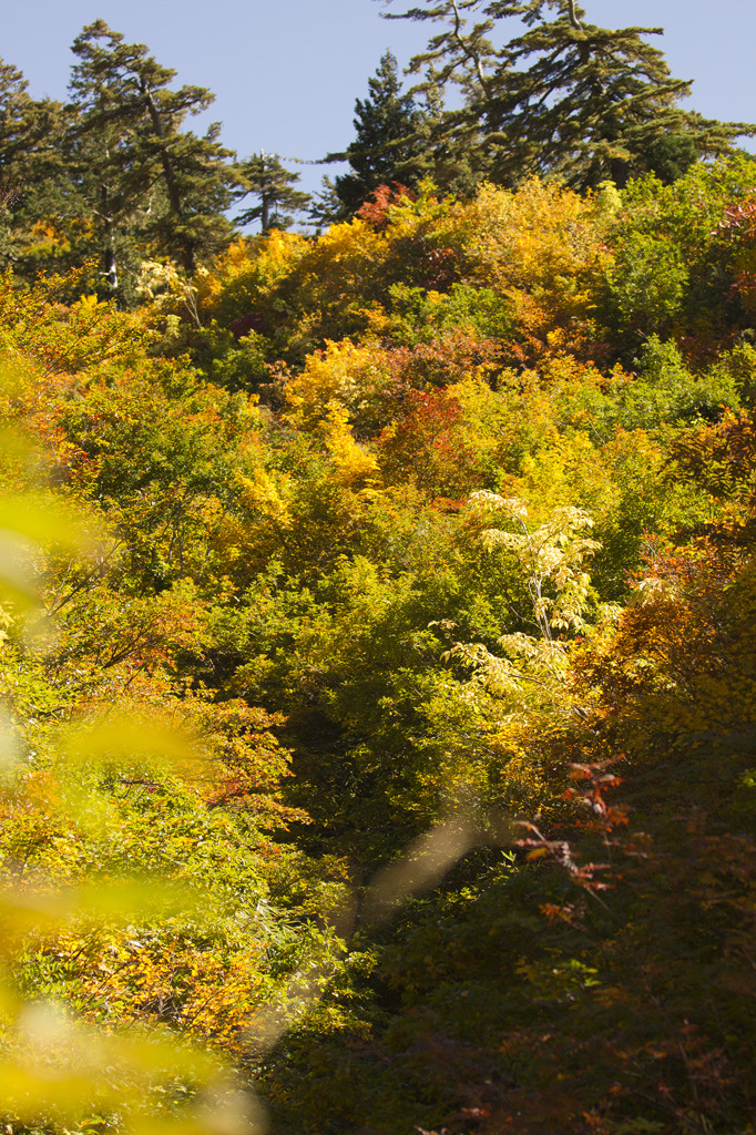 白山林道からの紅葉