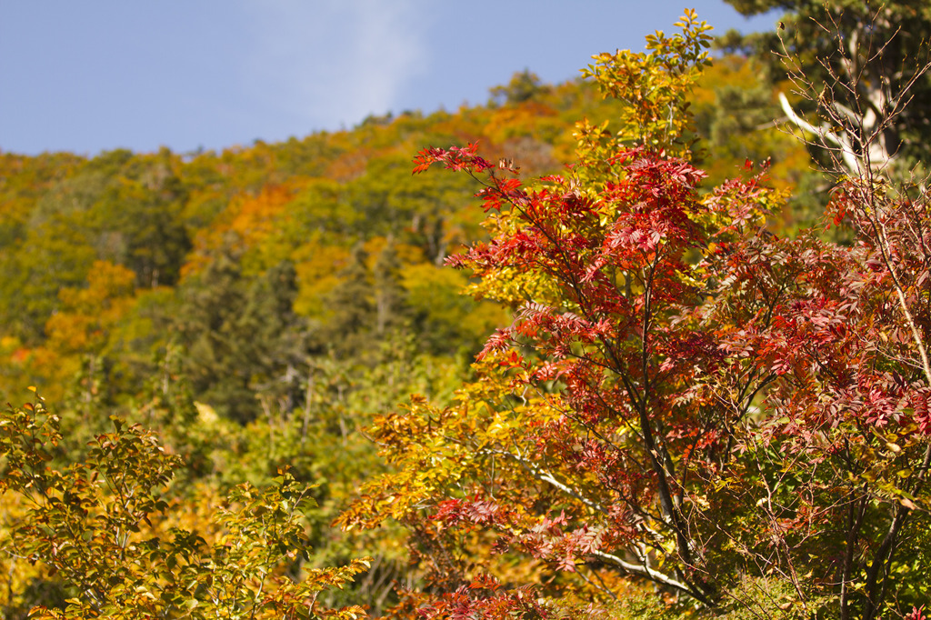 白山林道からの紅葉