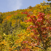 白山林道からの紅葉