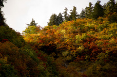 白山林道からの紅葉