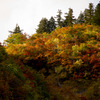 白山林道からの紅葉