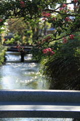 梅花藻が咲く風景_1