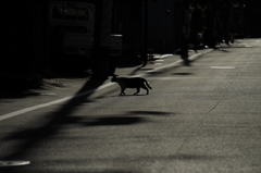猫のある風景