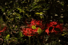 彼岸花_3