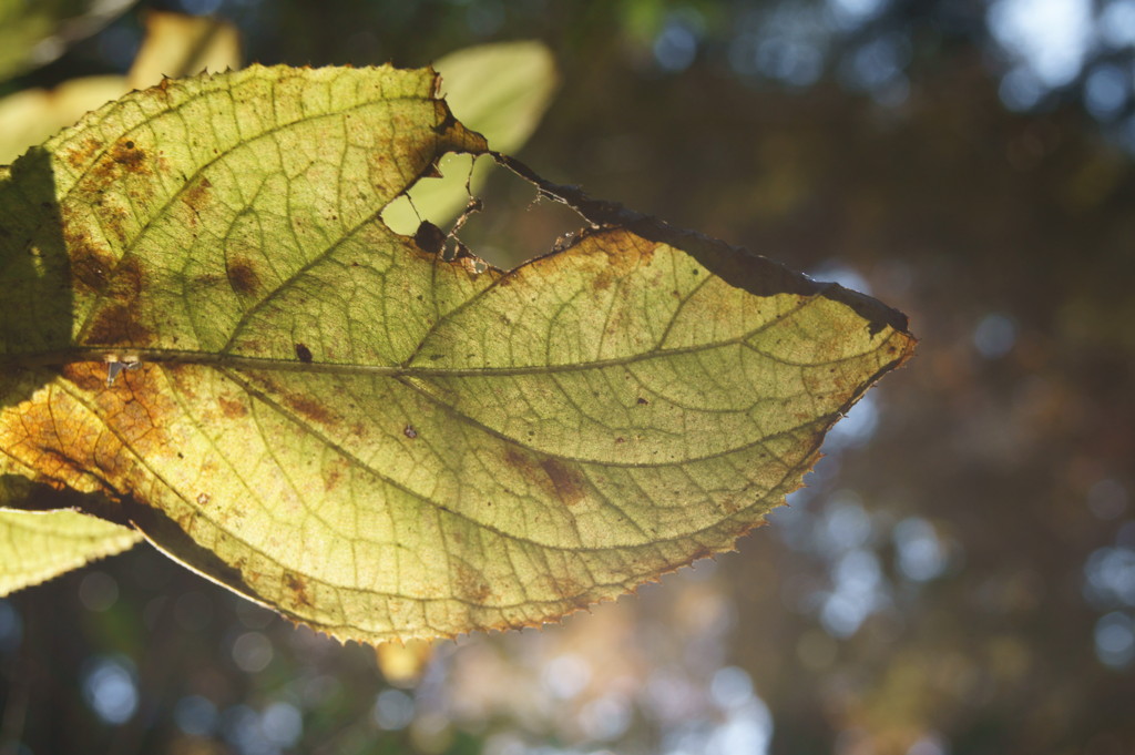 葉　　太陽