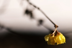 Japanese allspice