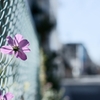 秋桜