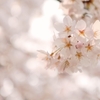 桜 弐
