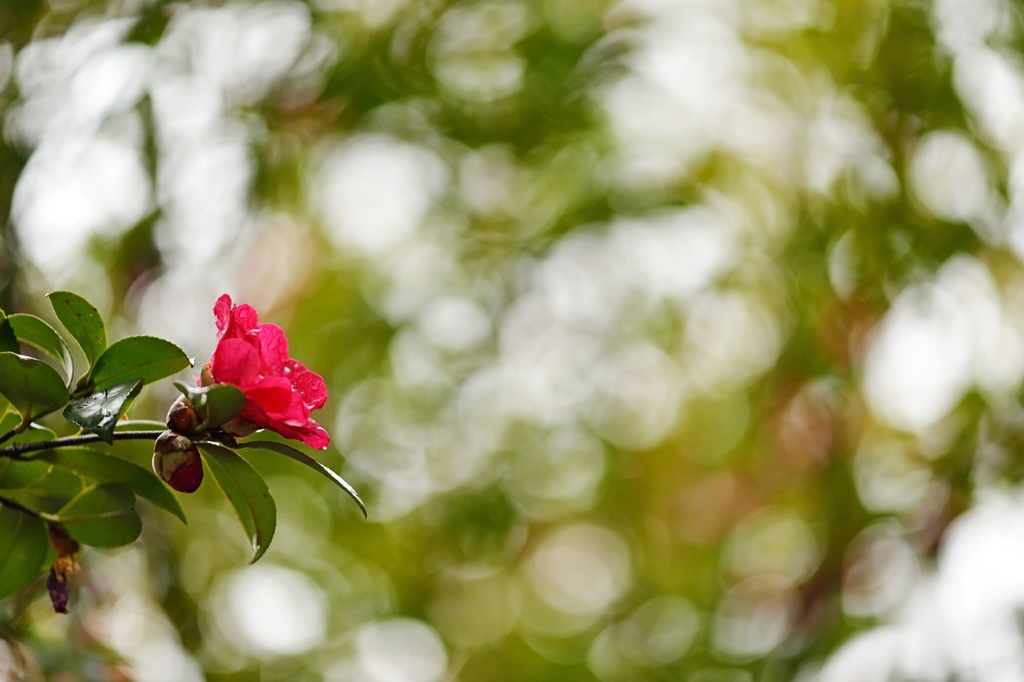 山茶花2