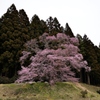 桑沢の桜