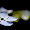 紫陽花4
