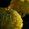 菊展 2