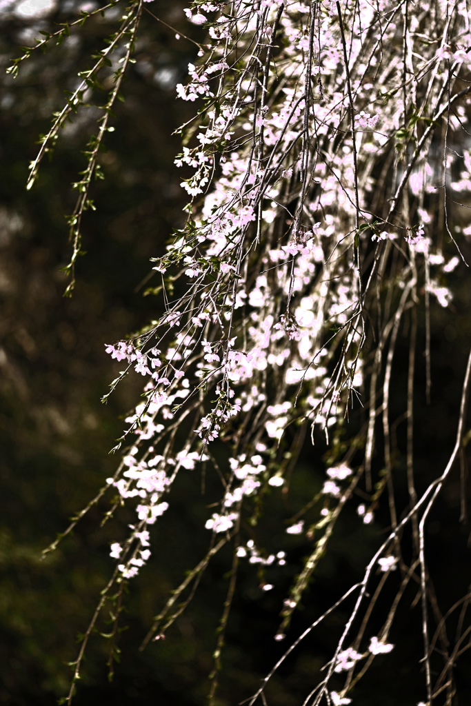 枝垂桜