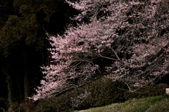 桑沢の桜 2