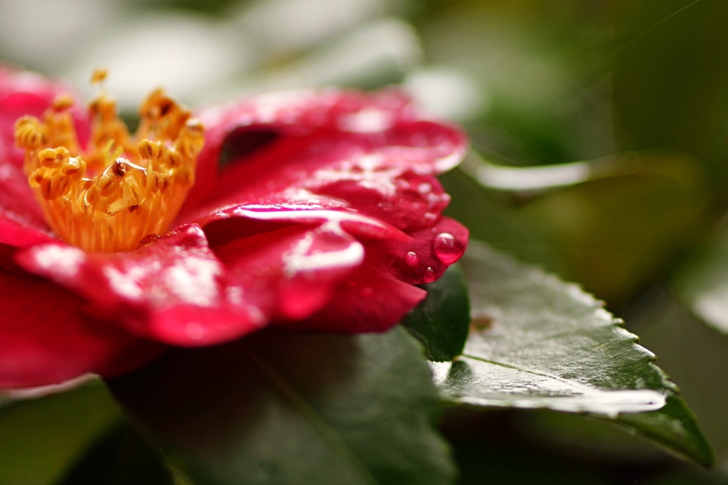 山茶花3