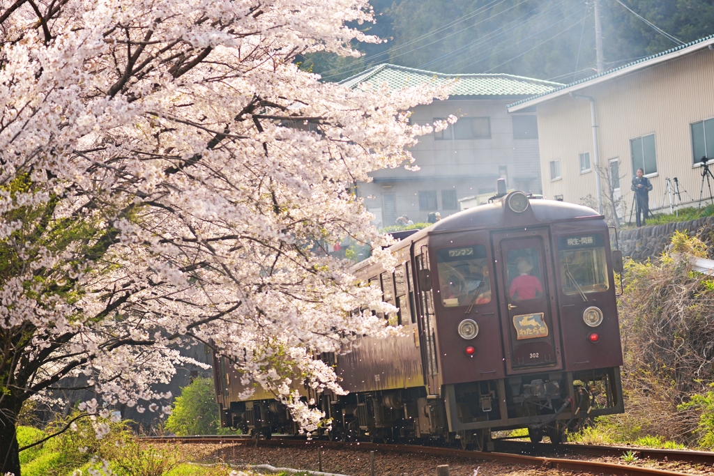 桜を揺らしながら・・・