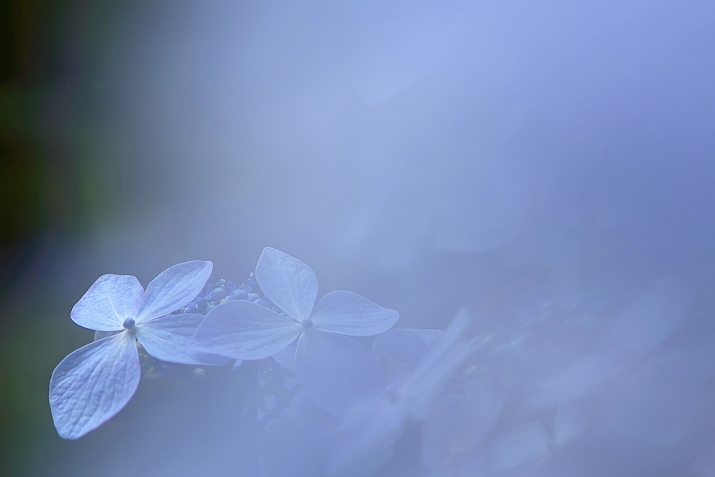 紫陽花1