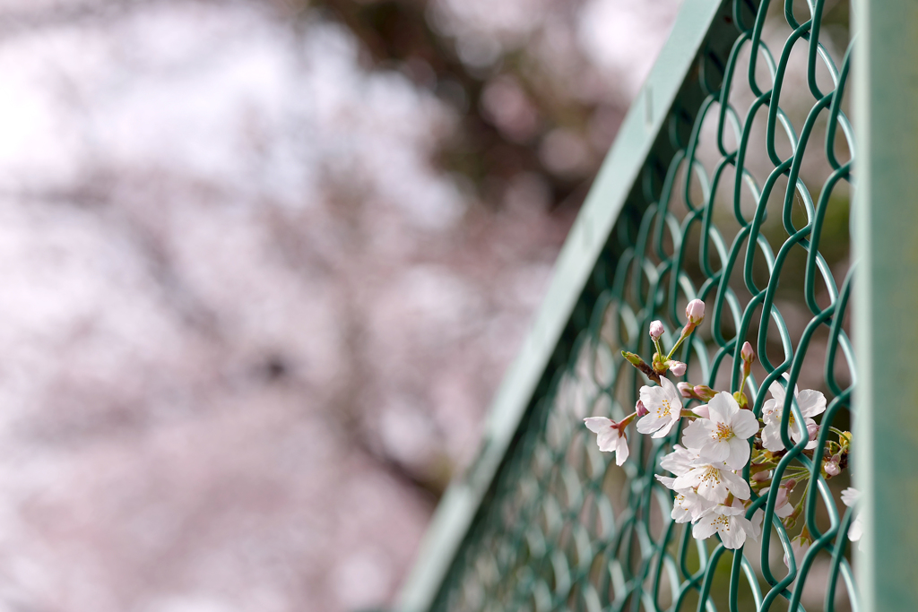 sakura