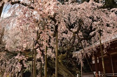 太山寺の枝垂桜