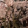 太山寺の枝垂桜