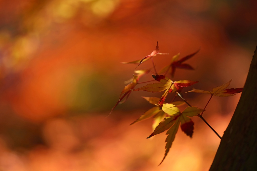 長林寺 紅葉1