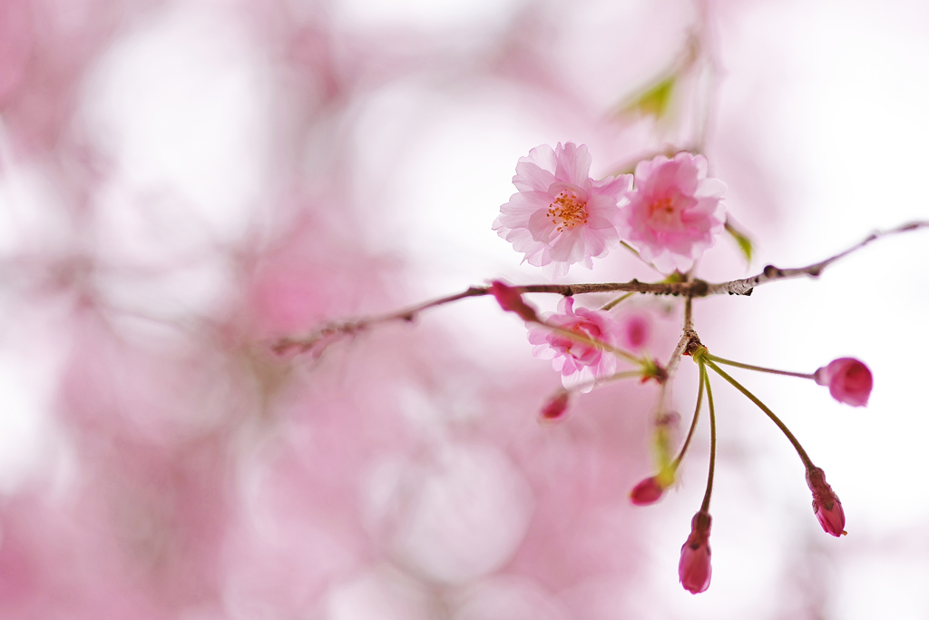 八重桜