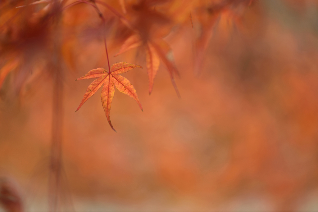 紅葉2