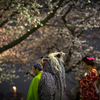 春夜の宴
