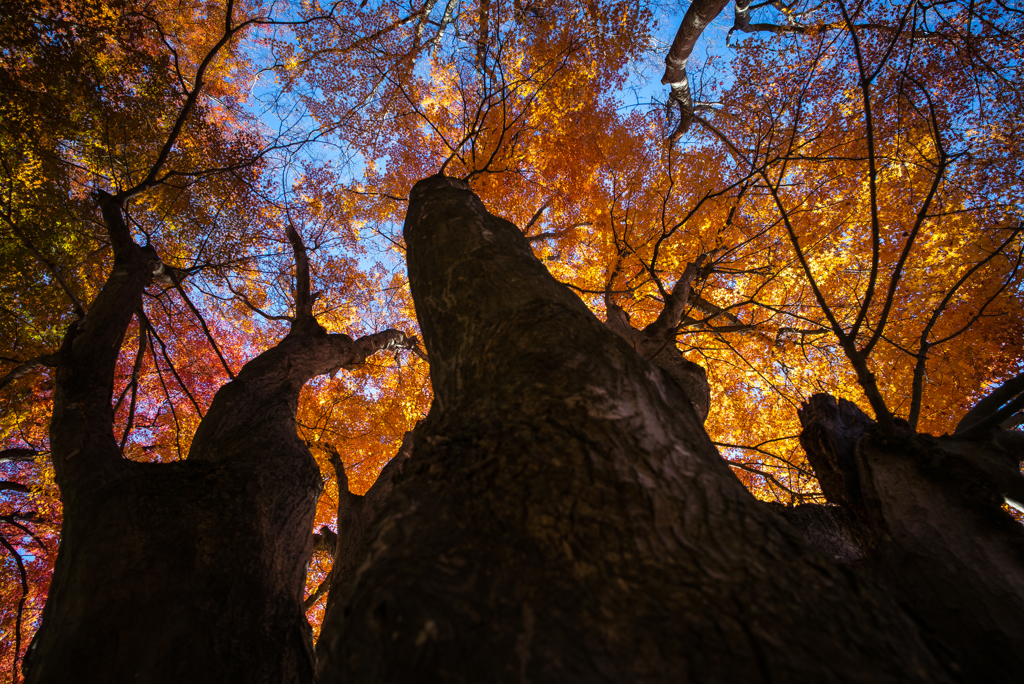 Colored leaves