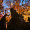Colored leaves