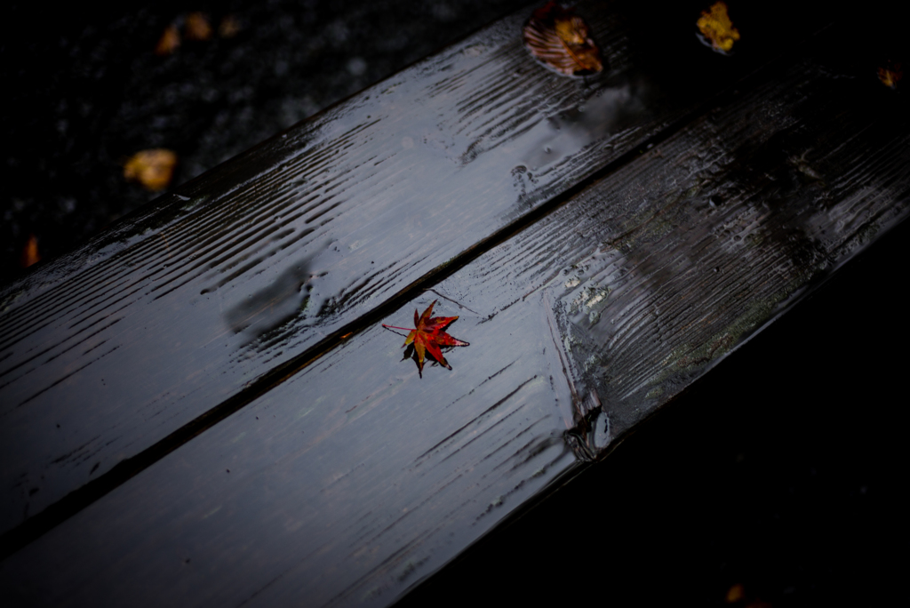 Rainy one leaf