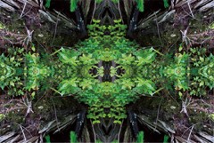 「四季」Natural beauty psychedelic　22
