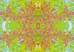 「四季」Natural beauty psychedelic　25