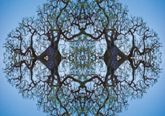 「四季」Natural beauty psychedelic　18