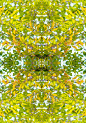 「四季」Natural beauty psychedelic　24