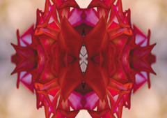 「四季」Natural beauty psychedelic　9