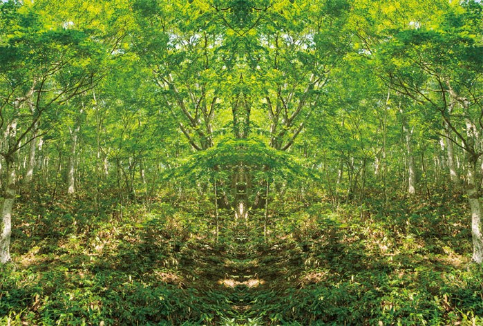 「四季」Natural beauty psychedelic　11