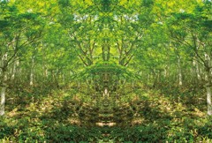 「四季」Natural beauty psychedelic　11
